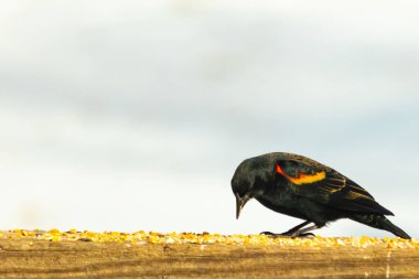 Kırmızı kanatlı bir karatavuk, ahşap korkuluklara tünemiş, parlak kırmızı omuz bantları, koyu tüyleriyle çelişiyor. Bu yakın plan kuş yemini yakalar, bulanık bir arka plan üzerine kurulur, doğa ya da vahşi yaşam temaları için idealdir..