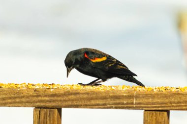 Kırmızı kanatlı bir karatavuk, ahşap korkuluklara tünemiş, parlak kırmızı omuz bantları, koyu tüyleriyle çelişiyor. Bu yakın plan kuş yemini yakalar, bulanık bir arka plan üzerine kurulur, doğa ya da vahşi yaşam temaları için idealdir..