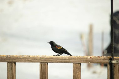 Kırmızı kanatlı bir karatavuk, ahşap korkuluklara tünemiş, parlak kırmızı omuz bantları, koyu tüyleriyle çelişiyor. Bu yakın plan kuş yemini yakalar, bulanık bir arka plan üzerine kurulur, doğa ya da vahşi yaşam temaları için idealdir..