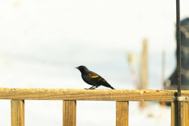 Kırmızı kanatlı bir karatavuk, ahşap korkuluklara tünemiş, parlak kırmızı omuz bantları, koyu tüyleriyle çelişiyor. Bu yakın plan kuş yemini yakalar, bulanık bir arka plan üzerine kurulur, doğa ya da vahşi yaşam temaları için idealdir..