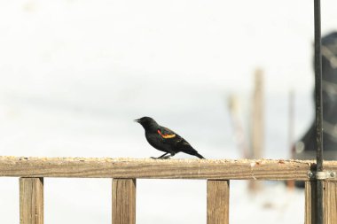 Kırmızı kanatlı bir karatavuk, ahşap korkuluklara tünemiş, parlak kırmızı omuz bantları, koyu tüyleriyle çelişiyor. Bu yakın plan kuş yemini yakalar, bulanık bir arka plan üzerine kurulur, doğa ya da vahşi yaşam temaları için idealdir..