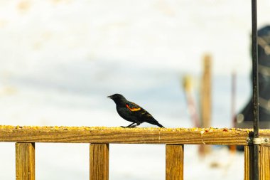 Kırmızı kanatlı bir karatavuk, ahşap korkuluklara tünemiş, parlak kırmızı omuz bantları, koyu tüyleriyle çelişiyor. Bu yakın plan kuş yemini yakalar, bulanık bir arka plan üzerine kurulur, doğa ya da vahşi yaşam temaları için idealdir..