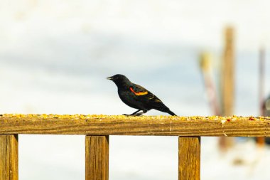 Kırmızı kanatlı bir karatavuk, ahşap korkuluklara tünemiş, parlak kırmızı omuz bantları, koyu tüyleriyle çelişiyor. Bu yakın plan kuş yemini yakalar, bulanık bir arka plan üzerine kurulur, doğa ya da vahşi yaşam temaları için idealdir..