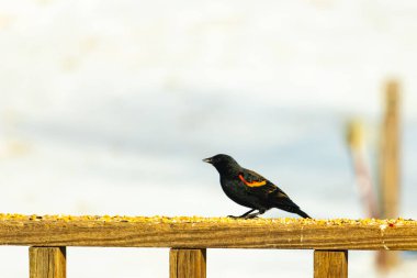 Kırmızı kanatlı bir karatavuk, ahşap korkuluklara tünemiş, parlak kırmızı omuz bantları, koyu tüyleriyle çelişiyor. Bu yakın plan kuş yemini yakalar, bulanık bir arka plan üzerine kurulur, doğa ya da vahşi yaşam temaları için idealdir..