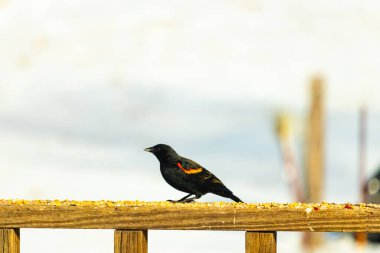 Kırmızı kanatlı bir karatavuk, ahşap korkuluklara tünemiş, parlak kırmızı omuz bantları, koyu tüyleriyle çelişiyor. Bu yakın plan kuş yemini yakalar, bulanık bir arka plan üzerine kurulur, doğa ya da vahşi yaşam temaları için idealdir..