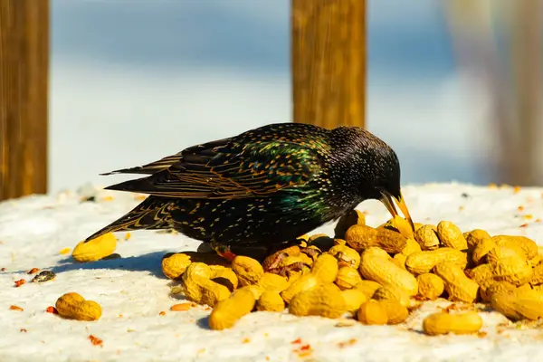 Avrupa Sığırcığı, karlı yüzeyde, bir yığın yer fıstığının arasında, yer fıstığını gagalıyor. Beyaz kar ve sarı fındıklara karşı koyan parlak yeşil ve mor tüylü siyah tüyler. Vahşi yaşam kapanıyor.