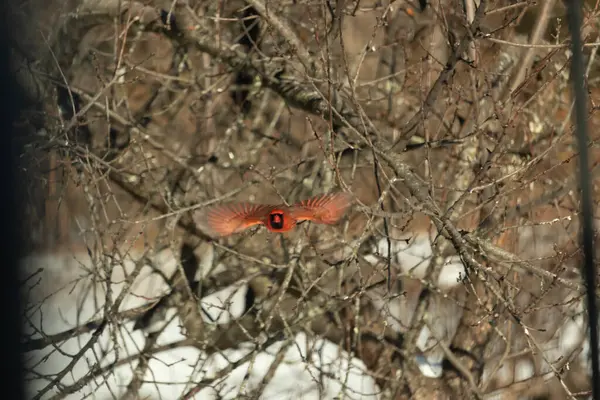 Uçuşun ortasında canlı kırmızı bir kardinal, kanatları açık, yoğun bir dalların arasında yakalandı. Hareket bulanıklığı kuşun dinamik hareketini vurgular. Kuşlara odaklı doğal vahşi yaşam sahnesi.