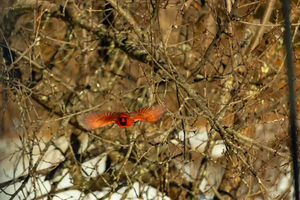 Uçuşun ortasında canlı kırmızı bir kardinal, kanatları açık, yoğun bir dalların arasında yakalandı. Hareket bulanıklığı kuşun dinamik hareketini vurgular. Kuşlara odaklı doğal vahşi yaşam sahnesi.