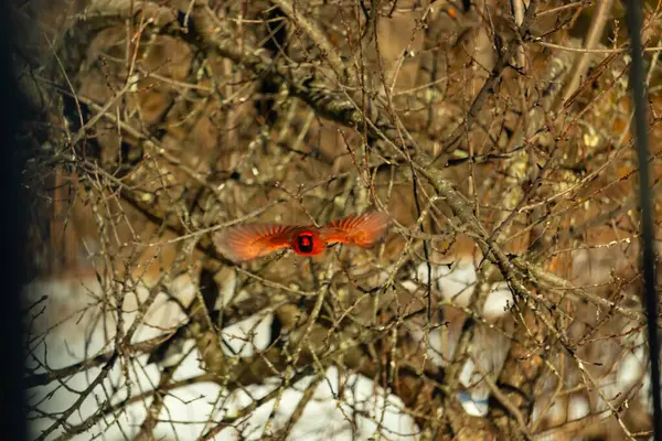 Uçuşun ortasında canlı kırmızı bir kardinal, kanatları açık, yoğun bir dalların arasında yakalandı. Hareket bulanıklığı kuşun dinamik hareketini vurgular. Kuşlara odaklı doğal vahşi yaşam sahnesi.