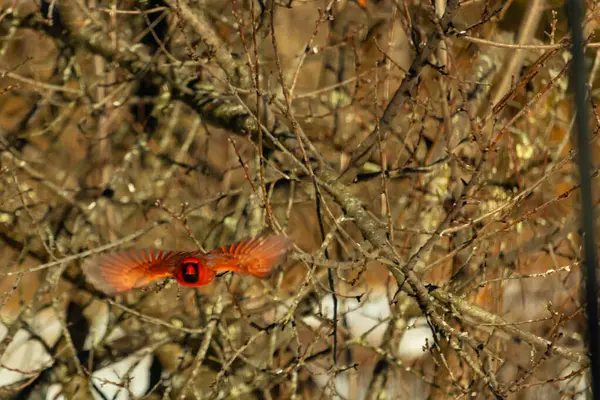 Uçuşun ortasında canlı kırmızı bir kardinal, kanatları açık, yoğun bir dalların arasında yakalandı. Hareket bulanıklığı kuşun dinamik hareketini vurgular. Kuşlara odaklı doğal vahşi yaşam sahnesi.