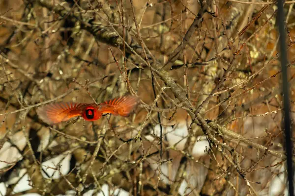 Uçuşun ortasında canlı kırmızı bir kardinal, kanatları açık, yoğun bir dalların arasında yakalandı. Hareket bulanıklığı kuşun dinamik hareketini vurgular. Kuşlara odaklı doğal vahşi yaşam sahnesi.