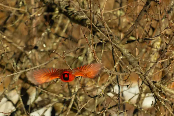 Uçuşun ortasında canlı kırmızı bir kardinal, kanatları açık, yoğun bir dalların arasında yakalandı. Hareket bulanıklığı kuşun dinamik hareketini vurgular. Kuşlara odaklı doğal vahşi yaşam sahnesi.