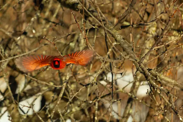 Uçuşun ortasında canlı kırmızı bir kardinal, kanatları açık, yoğun bir dalların arasında yakalandı. Hareket bulanıklığı kuşun dinamik hareketini vurgular. Kuşlara odaklı doğal vahşi yaşam sahnesi.