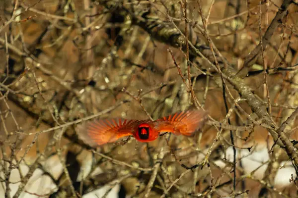 Uçuşun ortasında canlı kırmızı bir kardinal, kanatları açık, yoğun bir dalların arasında yakalandı. Hareket bulanıklığı kuşun dinamik hareketini vurgular. Kuşlara odaklı doğal vahşi yaşam sahnesi.