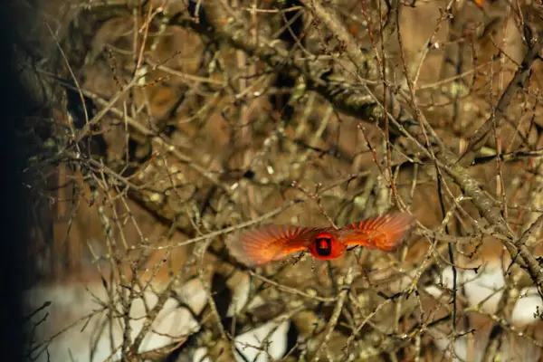 Uçuşun ortasında canlı kırmızı bir kardinal, kanatları açık, yoğun bir dalların arasında yakalandı. Hareket bulanıklığı kuşun dinamik hareketini vurgular. Kuşlara odaklı doğal vahşi yaşam sahnesi.