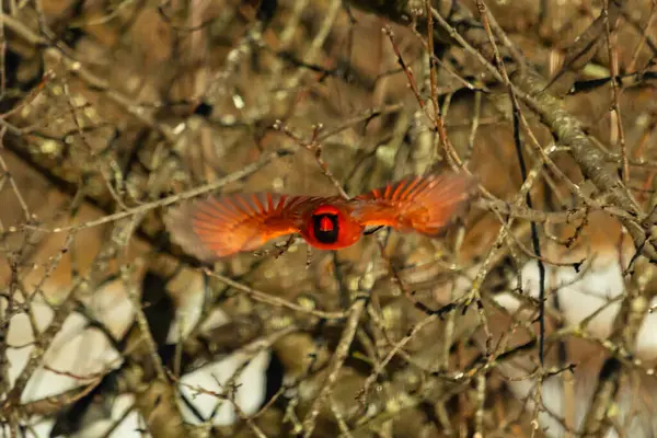 Uçuşun ortasında canlı kırmızı bir kardinal, kanatları açık, yoğun bir dalların arasında yakalandı. Hareket bulanıklığı kuşun dinamik hareketini vurgular. Kuşlara odaklı doğal vahşi yaşam sahnesi.