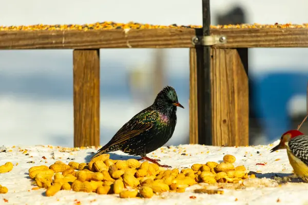 Yanardöner Avrupalı sığırcık ve kırmızı göbekli ağaçkakan karlı bir kuş yemliğinde fıstıkları paylaşıyor. Kış beslenmesini, türler arası etkileşimi ve doğal ışık altında canlı kuş tüylerini yakalar..