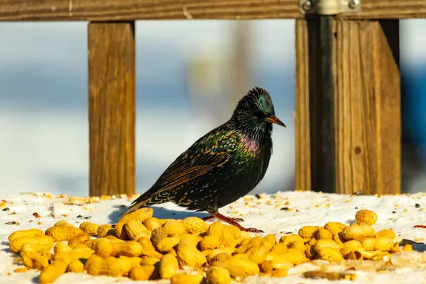 Bir Avrupa Sığırcığı dağınık yerfıstıklarının arasında duruyor, parlak tüyleri yeşil ve mor renklerle parıldıyor. Kuşun ayrıntılı tüyleri ve zıt sarı yer fıstıkları büyüleyici bir şey yaratır.