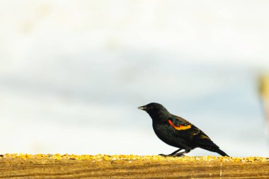 Kırmızı kanatlı bir karatavuk, ahşap korkuluklara tünemiş, parlak kırmızı omuz bantları, koyu tüyleriyle çelişiyor. Bu yakın plan kuş yemini yakalar, bulanık bir arka plan üzerine kurulur, doğa ya da vahşi yaşam temaları için idealdir..