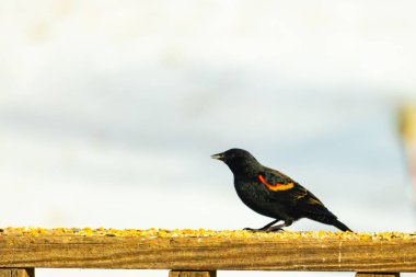 Kırmızı kanatlı bir karatavuk, ahşap korkuluklara tünemiş, parlak kırmızı omuz bantları, koyu tüyleriyle çelişiyor. Bu yakın plan kuş yemini yakalar, bulanık bir arka plan üzerine kurulur, doğa ya da vahşi yaşam temaları için idealdir..