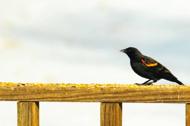 Kırmızı kanatlı bir karatavuk, ahşap korkuluklara tünemiş, parlak kırmızı omuz bantları, koyu tüyleriyle çelişiyor. Bu yakın plan kuş yemini yakalar, bulanık bir arka plan üzerine kurulur, doğa ya da vahşi yaşam temaları için idealdir..