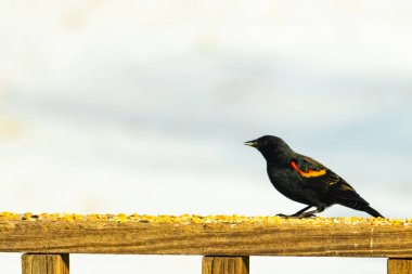 Kırmızı kanatlı bir karatavuk, ahşap korkuluklara tünemiş, parlak kırmızı omuz bantları, koyu tüyleriyle çelişiyor. Bu yakın plan kuş yemini yakalar, bulanık bir arka plan üzerine kurulur, doğa ya da vahşi yaşam temaları için idealdir..