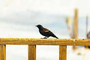 Kırmızı kanatlı bir karatavuk, ahşap korkuluklara tünemiş, parlak kırmızı omuz bantları, koyu tüyleriyle çelişiyor. Bu yakın plan kuş yemini yakalar, bulanık bir arka plan üzerine kurulur, doğa ya da vahşi yaşam temaları için idealdir..