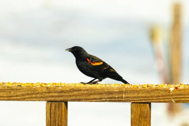 Kırmızı kanatlı bir karatavuk, ahşap korkuluklara tünemiş, parlak kırmızı omuz bantları, koyu tüyleriyle çelişiyor. Bu yakın plan kuş yemini yakalar, bulanık bir arka plan üzerine kurulur, doğa ya da vahşi yaşam temaları için idealdir..