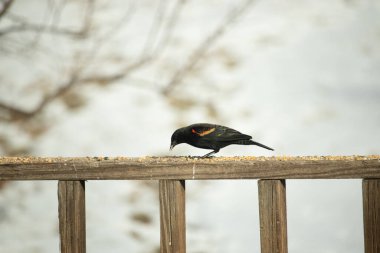 Kırmızı kanatlı bir karatavuk, ahşap korkuluklara tünemiş, parlak kırmızı omuz bantları, koyu tüyleriyle çelişiyor. Bu yakın plan kuş yemini yakalar, bulanık bir arka plan üzerine kurulur, doğa ya da vahşi yaşam temaları için idealdir..