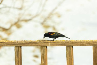 Kırmızı kanatlı bir karatavuk, ahşap korkuluklara tünemiş, parlak kırmızı omuz bantları, koyu tüyleriyle çelişiyor. Bu yakın plan kuş yemini yakalar, bulanık bir arka plan üzerine kurulur, doğa ya da vahşi yaşam temaları için idealdir..