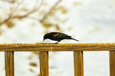 Kırmızı kanatlı bir karatavuk, ahşap korkuluklara tünemiş, parlak kırmızı omuz bantları, koyu tüyleriyle çelişiyor. Bu yakın plan kuş yemini yakalar, bulanık bir arka plan üzerine kurulur, doğa ya da vahşi yaşam temaları için idealdir..