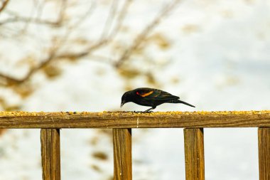 Kırmızı kanatlı bir karatavuk, ahşap korkuluklara tünemiş, parlak kırmızı omuz bantları, koyu tüyleriyle çelişiyor. Bu yakın plan kuş yemini yakalar, bulanık bir arka plan üzerine kurulur, doğa ya da vahşi yaşam temaları için idealdir..