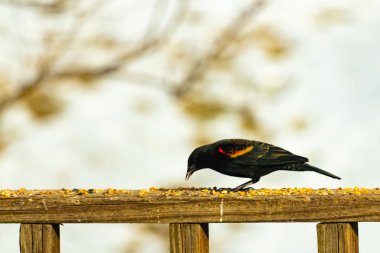 Kırmızı kanatlı bir karatavuk, ahşap korkuluklara tünemiş, parlak kırmızı omuz bantları, koyu tüyleriyle çelişiyor. Bu yakın plan kuş yemini yakalar, bulanık bir arka plan üzerine kurulur, doğa ya da vahşi yaşam temaları için idealdir..