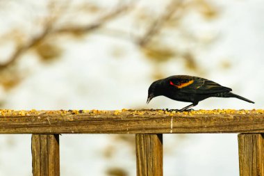 Kırmızı kanatlı bir karatavuk, ahşap korkuluklara tünemiş, parlak kırmızı omuz bantları, koyu tüyleriyle çelişiyor. Bu yakın plan kuş yemini yakalar, bulanık bir arka plan üzerine kurulur, doğa ya da vahşi yaşam temaları için idealdir..
