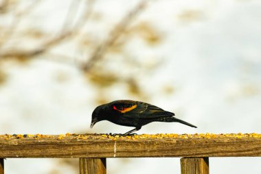 Kırmızı kanatlı bir karatavuk, ahşap korkuluklara tünemiş, parlak kırmızı omuz bantları, koyu tüyleriyle çelişiyor. Bu yakın plan kuş yemini yakalar, bulanık bir arka plan üzerine kurulur, doğa ya da vahşi yaşam temaları için idealdir..