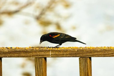 Kırmızı kanatlı bir karatavuk, ahşap korkuluklara tünemiş, parlak kırmızı omuz bantları, koyu tüyleriyle çelişiyor. Bu yakın plan kuş yemini yakalar, bulanık bir arka plan üzerine kurulur, doğa ya da vahşi yaşam temaları için idealdir..
