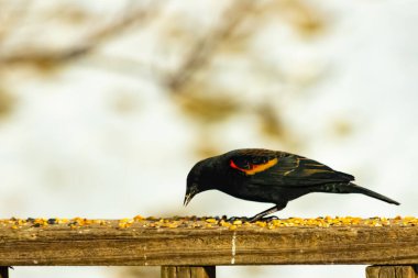 Kırmızı kanatlı bir karatavuk, ahşap korkuluklara tünemiş, parlak kırmızı omuz bantları, koyu tüyleriyle çelişiyor. Bu yakın plan kuş yemini yakalar, bulanık bir arka plan üzerine kurulur, doğa ya da vahşi yaşam temaları için idealdir..