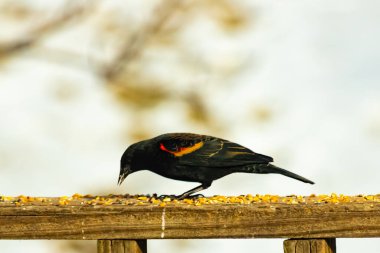 Kırmızı kanatlı bir karatavuk, ahşap korkuluklara tünemiş, parlak kırmızı omuz bantları, koyu tüyleriyle çelişiyor. Bu yakın plan kuş yemini yakalar, bulanık bir arka plan üzerine kurulur, doğa ya da vahşi yaşam temaları için idealdir..