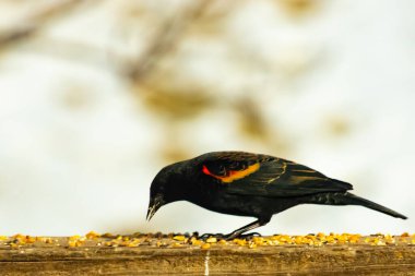 Kırmızı kanatlı bir karatavuk, ahşap korkuluklara tünemiş, parlak kırmızı omuz bantları, koyu tüyleriyle çelişiyor. Bu yakın plan kuş yemini yakalar, bulanık bir arka plan üzerine kurulur, doğa ya da vahşi yaşam temaları için idealdir..