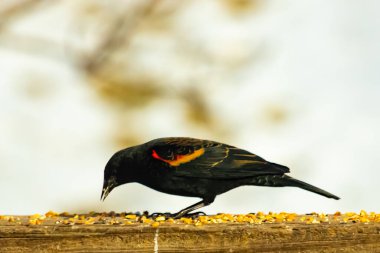 Kırmızı kanatlı bir karatavuk, ahşap korkuluklara tünemiş, parlak kırmızı omuz bantları, koyu tüyleriyle çelişiyor. Bu yakın plan kuş yemini yakalar, bulanık bir arka plan üzerine kurulur, doğa ya da vahşi yaşam temaları için idealdir..