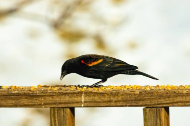 Kırmızı kanatlı bir karatavuk, ahşap korkuluklara tünemiş, parlak kırmızı omuz bantları, koyu tüyleriyle çelişiyor. Bu yakın plan kuş yemini yakalar, bulanık bir arka plan üzerine kurulur, doğa ya da vahşi yaşam temaları için idealdir..