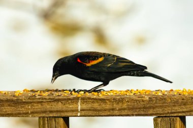 Kırmızı kanatlı bir karatavuk, ahşap korkuluklara tünemiş, parlak kırmızı omuz bantları, koyu tüyleriyle çelişiyor. Bu yakın plan kuş yemini yakalar, bulanık bir arka plan üzerine kurulur, doğa ya da vahşi yaşam temaları için idealdir..