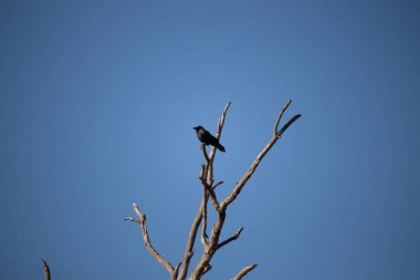 Yalnız bir karga, yalın bir dala tünemiş canlı mavi bir gökyüzüne karşı, altın saatinde siluete bürünmüş. Bu çarpıcı görüntü doğanın basit güzelliğini ve kuş yaşamını yansıtıyor..