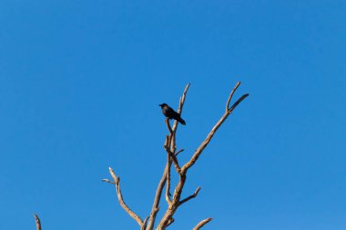 Yalnız bir karga, yalın bir dala tünemiş canlı mavi bir gökyüzüne karşı, altın saatinde siluete bürünmüş. Bu çarpıcı görüntü doğanın basit güzelliğini ve kuş yaşamını yansıtıyor..