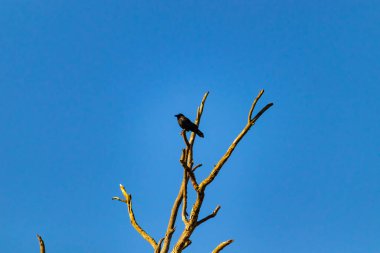 Yalnız bir karga, yalın bir dala tünemiş canlı mavi bir gökyüzüne karşı, altın saatinde siluete bürünmüş. Bu çarpıcı görüntü doğanın basit güzelliğini ve kuş yaşamını yansıtıyor..