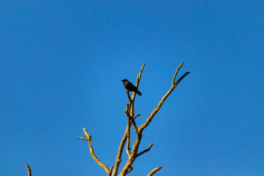 Yalnız bir karga, yalın bir dala tünemiş canlı mavi bir gökyüzüne karşı, altın saatinde siluete bürünmüş. Bu çarpıcı görüntü doğanın basit güzelliğini ve kuş yaşamını yansıtıyor..
