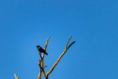 Yalnız bir karga, yalın bir dala tünemiş canlı mavi bir gökyüzüne karşı, altın saatinde siluete bürünmüş. Bu çarpıcı görüntü doğanın basit güzelliğini ve kuş yaşamını yansıtıyor..