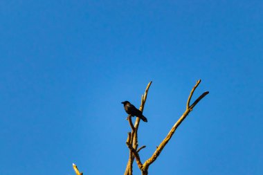 Yalnız bir karga, yalın bir dala tünemiş canlı mavi bir gökyüzüne karşı, altın saatinde siluete bürünmüş. Bu çarpıcı görüntü doğanın basit güzelliğini ve kuş yaşamını yansıtıyor..