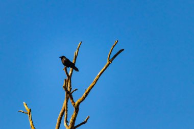 Yalnız bir karga, yalın bir dala tünemiş canlı mavi bir gökyüzüne karşı, altın saatinde siluete bürünmüş. Bu çarpıcı görüntü doğanın basit güzelliğini ve kuş yaşamını yansıtıyor..