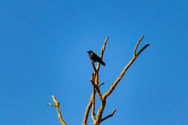 Yalnız bir karga, yalın bir dala tünemiş canlı mavi bir gökyüzüne karşı, altın saatinde siluete bürünmüş. Bu çarpıcı görüntü doğanın basit güzelliğini ve kuş yaşamını yansıtıyor..